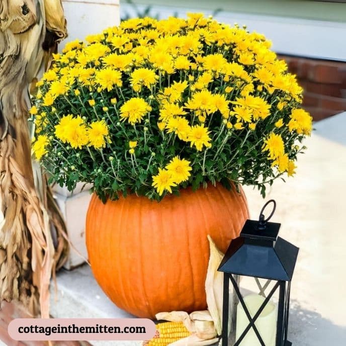 Pumpkin Planter - pumpkin carving ideas | CubeBik Blog