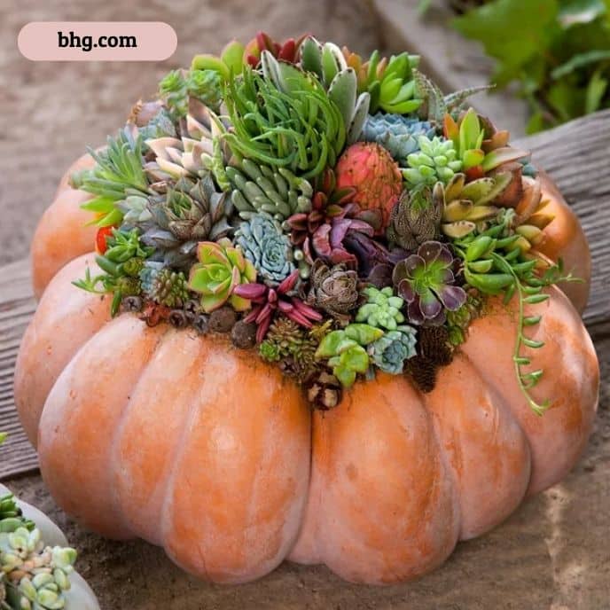 Pumpkin Succulent Garden - pumpkin carving ideas | CubeBik Blog
